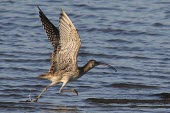 Far eastern curlew taking off Take-off,Locomotion,Flying,Sandpipers, Phalaropes,Scolopacidae,Chordates,Chordata,Ciconiiformes,Herons Ibises Storks and Vultures,Aves,Birds,Charadriiformes,Terrestrial,Vulnerable,Australia,Asia,Carni