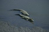 Two American crocodiles in river shallows Species in habitat shot,Streams and Rivers,Freshwater,Habitat,acutus,Animalia,North America,Chordata,Fresh water,Estuary,Appendix I,South America,Carnivorous,Terrestrial,Coastal,Aquatic,Appendix II,Ma
