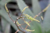 Aloe reynoldsii seeds Seeds,North America,Terrestrial,Tracheophyta,Liliales,Appendix III,CITES,Plantae,Photosynthetic,Liliopsida,Aloeaceae,Aloe