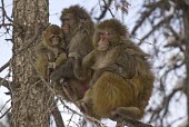 Rhesus macaques huddled in tree Infant,Adult,Habitat,Social behaviour,How does it live ?,Species in habitat shot,Old World Monkeys,Cercopithecidae,Mammalia,Mammals,Primates,Chordates,Chordata,Macaca,Arboreal,Omnivorous,North America