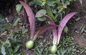 Winged yaang daeng seeds Seeds,Mature form,turbinatus,Tracheophyta,Terrestrial,Asia,Photosynthetic,Dipterocarpaceae,Dactylorhiza,Magnoliopsida,Theales,Tropical,Plantae,Critically Endangered,IUCN Red List