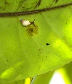 Auriculella ambusta on underside of leaf Achatinellidae,Terrestrial,Animalia,Auriculella,Forest,North America,Mollusca,Data Deficient,Gastropoda,Stylommatophora,Extinct,IUCN Red List