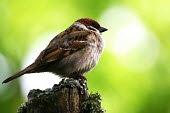 Tree sparrow perched Adult,Perching Birds,Passeriformes,Old World Sparrows,Passeridae,Chordates,Chordata,Aves,Birds,Agricultural,Wetlands,Animalia,IUCN Red List,Omnivorous,montanus,Flying,Ploceidae,Passer,Asia,Europe,Broa