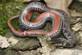Kirtland's snake revealing characteristic red ventral colouration Adult,Aquatic,Natricidae,Animalia,Chordata,Wetlands,Terrestrial,Near Threatened,Brackish,Streams and rivers,Clonophis,Grassland,Urban,Salt marsh,Ponds and lakes,IUCN Red List,Forest,Riparian,Reptilia,