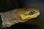 Zhou's box turtle, close-up of head Adult,Animalia,Chordata,Fresh water,Geoemydidae,Terrestrial,Aquatic,Reptilia,Critically Endangered,zhoui,Cuora,IUCN Red List,Asia,Testudines