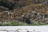 Alaskan sea otter on seaweed covered rocks How does it live ?,Seashore,Adult,Locomotion,Living place,Species in habitat shot,Walking,Habitat,Marine,Chordata,Mustelidae,Vulnerable,Animalia,Pacific,lutris,Aquatic,Enhydra,Carnivora,North America,