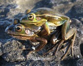 Green and golden bell frog pair in amplexus Mating or Reproductive Act,Adult,Adult Female,Reproduction,Adult Male,Animalia,Anura,aurea,Streams and rivers,Ponds and lakes,Aquatic,Wetlands,Amphibia,Temporary water,Terrestrial,Australia,Chordata,H