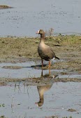 Lesser white-fronted goose Adult,Ducks, Geese, Swans,Anatidae,Chordates,Chordata,Aves,Birds,Waterfowl,Anseriformes,Tundra,Europe,Asia,Temperate,Forest,Flying,Animalia,Vulnerable,Ponds and lakes,erythropus,Anser,Herbivorous,Terr