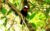 White-capped tanager Habitat,Species in habitat shot,Adult,IUCN Red List,Flying,South America,Chordata,Vulnerable,Animalia,Terrestrial,Passeriformes,Thraupidae,Sericossypha,Aves