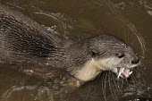 Smooth-coated otter swimming in river with fish in mouth Feeding behaviour,Locomotion,Adult,Swimming,Feeding,Chordates,Chordata,Mammalia,Mammals,Carnivores,Carnivora,Weasels, Badgers and Otters,Mustelidae,Carnivorous,Appendix II,perspicillata,Terrestrial,Po