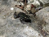 Leprus chirping frog Adult,Amphibia,Animalia,Eleutherodactylidae,Anura,Vulnerable,North America,Tropical,Chordata,Rock,Eleutherodactylus,Rainforest,Terrestrial,IUCN Red List,Forest