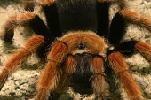 Mexican rustleg tarantula, showing eyes Scrub,Brachypelma,Arachnida,Animalia,Terrestrial,Theraphosidae,Appendix II,Araneae,South America,Arthropoda,Carnivorous
