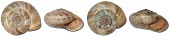 Pyrenaearia velascoi shells Mountains,Stylommatophora,IUCN Red List,Gastropoda,Europe,Rock,Hygromiidae,Mollusca,Terrestrial,Pyrenaearia,Animalia,Vulnerable