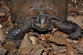 Front view of an Arakan forest turtle Adult,depressa,Chordata,Reptilia,Bataguridae,Terrestrial,Omnivorous,Animalia,Testudines,Appendix II,Heosemys,Critically Endangered,Sub-tropical,Streams and rivers,Asia,IUCN Red List