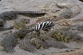 Nile crocodiles catching plains zebra Feeding,Hunting behaviour,Reptilia,Reptiles,Chordates,Chordata,Fresh water,Terrestrial,Crocodylidae,Crocodylia,Least Concern,Animalia,Africa,Brackish,Crocodylus,Appendix I,Aquatic,Appendix II,Carnivor