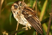 So Tom scops-owl perched Adult,True Owls,Strigidae,Aves,Birds,Owls,Strigiformes,Chordates,Chordata,Sub-tropical,Tropical,Otus,Africa,Carnivorous,hartlaubi,Vulnerable,Appendix II,Terrestrial,Animalia,Flying,IUCN Red List
