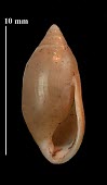 Amphorella melampoides shell specimen Amphorella,Terrestrial,Europe,Ferussaciidae,Stylommatophora,Animalia,Mollusca,Herbivorous,Gastropoda,Vulnerable,melampoides,IUCN Red List