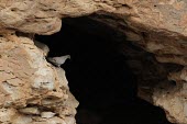 Somali pigeon near cave entrance Adult,Aves,Columba,Columbidae,Animalia,Columbiformes,Africa,Rock,Herbivorous,Terrestrial,Data Deficient,IUCN Red List,Chordata