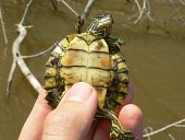 Escambia map turtle, ventral view Adult,North America,Animalia,Testudines,Near Threatened,IUCN Red List,Carnivorous,Graptemys,Fresh water,Chordata,Aquatic,Emydidae,Reptilia