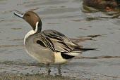 Northern pintail male Species in habitat shot,Habitat,Adult Male,Adult,Aves,Birds,Ducks, Geese, Swans,Anatidae,Waterfowl,Anseriformes,Chordates,Chordata,Agricultural,Animalia,Riparian,Least Concern,Flying,Streams and river