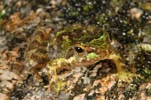 Eungella torrent frog camouflaged against rock, green colouration Survival Adaptations,Adult,Camouflage,Terrestrial,Chordata,IUCN Red List,Forest,Australia,Animalia,Critically Endangered,Myobatrachidae,Anura,Sub-tropical,Amphibia,Taudactylus,Fresh water,Streams and