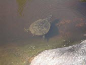 Namoi River snapping turtle under water Streams and Rivers,Swimming,Freshwater,Species in habitat shot,Habitat,Locomotion,Underwater,Adult,Australia,Animalia,Omnivorous,Elseya,Endangered,Aquatic,Chelidae,IUCN Red List,Streams and rivers,Ter
