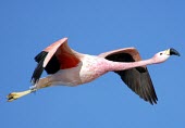 Andean flamingo flying Adult,Flying,Locomotion,Chordata,Phoenicopteridae,South America,Animalia,Vulnerable,Appendix II,Phoenicoparrus,Herbivorous,andinus,Ciconiiformes,Aves,Mountains,Ponds and lakes,IUCN Red List