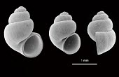 SEM image of Alzoniella delmastroi shells Alzoniella,Gastropoda,Hydrobiidae,Terrestrial,Particulate,Animalia,Endangered,IUCN Red List,Mollusca,Wetlands,Europe,Littorinimorpha