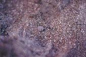 Suffolk ant lion larvae Flying,Carnivorous,Arthropoda,Europe,Euroleon,Sand-dune,Animalia,Neuroptera,Myrmeleontidae,Insecta