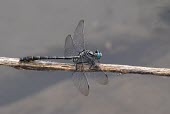 Male Cherokee clubtail Odonata,IUCN Red List,Insecta,Flying,Streams and rivers,Aquatic,Animalia,Gomphidae,North America,Carnivorous,Ponds and lakes,Arthropoda,consanguis,Gomphus,Terrestrial,Fresh water,Endangered,Forest