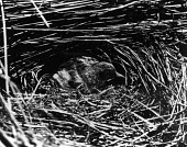 Layan crake on nest, taken in 1902 Incubation,Reproduction,Adult,Aves,Birds,Rallidae,Coots, Rails, Waterhens,Chordates,Chordata,Gruiformes,Rails and Cranes,Animalia,Terrestrial,Porzana,Extinct,palmeri,Carnivorous,IUCN Red List