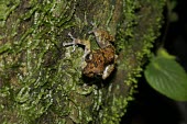 Grubby shrub frog Adult,Rhacophoridae,Anura,Asia,Amphibia,Forest,Wetlands,Terrestrial,Aquatic,Chordata,IUCN Red List,Pseudophilautus,Animalia,Near Threatened,Sub-tropical