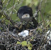 Cooper's hawk with eggs on the nest Adult,Egg,Aves,Birds,Ciconiiformes,Herons Ibises Storks and Vultures,Chordates,Chordata,Accipitridae,Hawks, Eagles, Kites, Harriers,Falconiformes,South America,CITES,Flying,Appendix III,Least Concern,