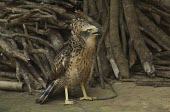 Captive juvenile crested serpent eagle Immature Adult,Agricultural,Least Concern,Falconiformes,IUCN Red List,CITES,Sub-tropical,Aves,Animalia,Terrestrial,Accipitridae,Flying,Forest,Appendix II,Asia,Savannah,Tropical,Spilornis,Chordata