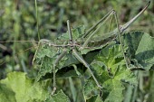 Female predatory bush cricket Insecta,Saga,Grassland,Orthoptera,Carnivorous,Tettigoniidae,Arthropoda,Europe,Vulnerable,Animalia,Terrestrial,pedo,IUCN Red List