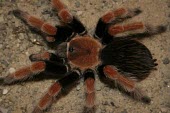 Mexican rustleg tarantula, dorsal view Scrub,Brachypelma,Arachnida,Animalia,Terrestrial,Theraphosidae,Appendix II,Araneae,South America,Arthropoda,Carnivorous