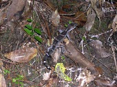Kuroiwa's ground gecko in leaf litter Species in habitat shot,Adult,Habitat,Carnivorous,Terrestrial,IUCN Red List,Goniosaurus,Chordata,Sub-tropical,Reptilia,Forest,Asia,Gekkonidae,Animalia,Squamata,Endangered