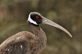 White-shouldered ibis, head detail Adult,Asia,Aquatic,davisoni,Pseudibis,Omnivorous,Flying,Arboreal,Aves,Wetlands,Chordata,Animalia,Terrestrial,Threskiornithidae,Critically Endangered,Streams and rivers,Agricultural,Ciconiiformes,Grass