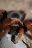 Mexican rustleg tarantula, showing chelicerae Scrub,Brachypelma,Arachnida,Animalia,Terrestrial,Theraphosidae,Appendix II,Araneae,South America,Arthropoda,Carnivorous