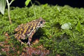 Amboli toad Adult,Habitat,Species in habitat shot,Xanthophryne,Bufonidae,Terrestrial,Fresh water,Anura,Tropical,IUCN Red List,Aquatic,Animalia,Asia,Wetlands,Temporary water,Ponds and lakes,Critically Endangered,A