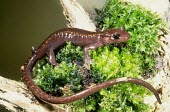 Caucasian salamander Adult,Mertensiella,Salamandridae,Caudata,caucasica,Europe,Amphibia,Chordata,Animalia,Subterranean,Streams and rivers,Vulnerable,Broadleaved,Coniferous,IUCN Red List