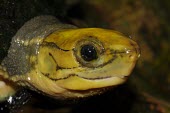 Yellow-headed box turtle, close-up of head Adult,Reptilia,CITES,Asia,Omnivorous,Animalia,Testudines,Geoemydidae,Terrestrial,Aquatic,Chordata,Critically Endangered,Appendix II,Fresh water,Cuora,IUCN Red List