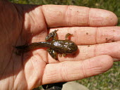Sierra Nevada yellow-legged frog tadpole with front and hind legs Various larval or tadpole stages,Anura,Aquatic,Terrestrial,Rana,Streams and rivers,Endangered,Amphibia,Ponds and lakes,Ranidae,Chordata,Animalia,Fresh water,IUCN Red List,North America