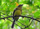Black-billed flycatcher perched on a branch Adult,Tyrant Flycatchers,Tyrannidae,Perching Birds,Passeriformes,Aves,Birds,Chordates,Chordata,North America,Animalia,Riparian,Omnivorous,Aphanotriccus,Forest,Near Threatened,IUCN Red List,Flying,Terr