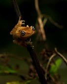 Blue-eyed bush frog Adult,Rhacophoridae,Asia,IUCN Red List,Forest,Terrestrial,Anura,Chordata,Animalia,Amphibia,Endangered,neelanethrus,Philautus