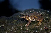 Koyna toad in habitat Adult,Species in habitat shot,Habitat,Terrestrial,Chordata,Animalia,Bufonidae,Anura,Fresh water,Forest,Streams and rivers,Riparian,Xanthophryne,Asia,Endangered,Aquatic,Grassland,IUCN Red List,Amphibia