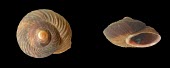 Leptaxis wollastoni Hygromiidae,Animalia,IUCN Red List,Grassland,Endangered,Rock,Mollusca,Terrestrial,Europe,Stylommatophora,Leptaxis,Gastropoda,Temperate
