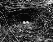Laysan crake eggs in nest, taken in 1902 Reproduction,Egg,Aves,Birds,Rallidae,Coots, Rails, Waterhens,Chordates,Chordata,Gruiformes,Rails and Cranes,Animalia,Terrestrial,Porzana,Extinct,palmeri,Carnivorous,IUCN Red List