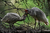 Asian crested ibis feeding chick Feeding young,Feeding,Adult,Chick,Threskiornithidae,Ibises, Spoonbills,Chordates,Chordata,Ciconiiformes,Herons Ibises Storks and Vultures,Aves,Birds,Nipponia,nippon,Agricultural,Animalia,Wetlands,Carn