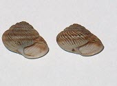 Glyptorhagada silveri shells, showing apertures Australia,IUCN Red List,Mollusca,Terrestrial,Gastropoda,Endangered,Camaenidae,Animalia,Glyptorhagada,Stylommatophora